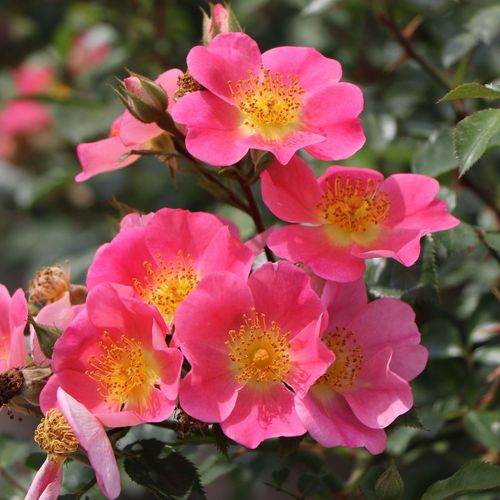 Vendita, rose, online Rosa Topolina® - rosa - rose tappezzanti - rosa non profumata - Tim Hermann Kordes - ,-